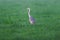 Grey heron standing in misty meadow