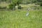 Grey Heron standing among the reeds