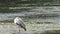 Grey heron standing in river cleaning its feathers