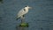 Grey heron standing in shallow water