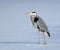 Grey heron standing in snow