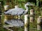 Grey heron is standing in water.