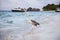 Grey Heron stands on the beach near the sea with the house and b