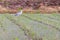 Grey heron stands in flooded green field