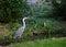 Grey heron staying next to canal.