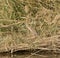 Grey heron stood on a river bank