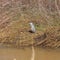 Grey heron sunbathing on a river bank