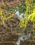 Grey heron swallowing common european frog
