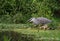 Grey Heron swallowing fish