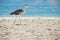 Grey Heron on the tropical beach.