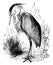Grey Heron, vintage illustration