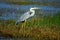 Grey Heron waiting for proper time for fishing.