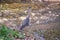 Grey heron waits at the river for fish