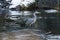 Grey heron walking at pond in winter time