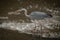 Grey heron walks across waterfall in profile