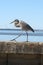 Grey Heron Walks Along Florida Seawall