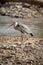 Grey heron walks along sunlit riverbank