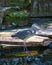 grey heron at the water, lurking for prey