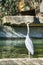 grey heron at the water, lurking for prey