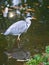 grey heron on the water, lurking for prey. elegant hunter. Animal photo of a bird