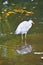 grey heron on the water, lurking for prey. elegant hunter. Animal photo of a bird