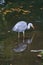 grey heron on the water, lurking for prey. elegant hunter. Animal photo of a bird