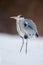 Grey Heron in white snow wind during cold winter