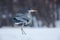 Grey Heron in white snow wind during cold winter
