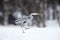 Grey Heron in white snow wind during cold winter