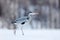 Grey Heron in white snow wind during cold winter. Wildlife scene from Norway nature. Snow storm with bird. Heron with snow in the