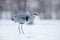 Grey Heron in white snow wind during cold winter. Wildlife scene from Poland nature. Snow storm with bird. Heron with snow in the