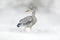 Grey Heron in white snow, wind during cold winter. Wildlife scene from Poland nature. Snow storm with bird. Heron with snow in the