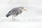 Grey Heron in white snow, wind during cold winter. Wildlife scene from Poland nature. Snow storm with bird. Heron with snow in the