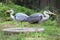 Grey herons