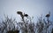 Grey herons building and repairing their nests