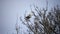 Grey herons building and repairing their nests