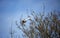 Grey herons building and repairing their nests