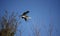 Grey herons building and repairing their nests