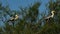 Grey herons in the Camargue, France