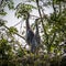 Grey Herons, nesting