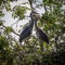 Grey Herons, nesting