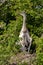 Grey Herons, nesting