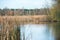 Grey Herron Ardea cinerea. The Heron fishing in the lake