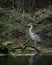 A Grey Herron at a riverside.