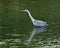 A Grey Herron at a riverside.