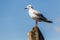 Grey-hooded Gull (Chroicocephalus cirrocephalus) at Naivasha lake, Ken