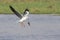 Grey Hooded Gull Dropping Fish