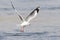Grey Hooded Gull with fish in mouth