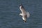 Grey-hooded Gull soaring over the Ocean