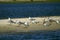 Grey-hooded gulls on a sandbar